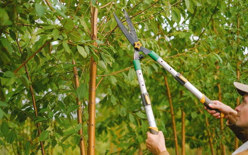 Tree trimming in Richey, MT